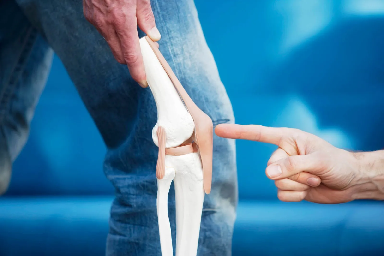 Anatomical knee model showing tendons and ligaments